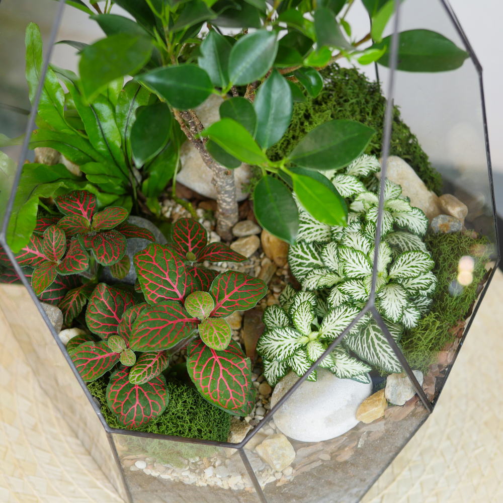 Готовый флорариум бонсай Фикус Айсберг