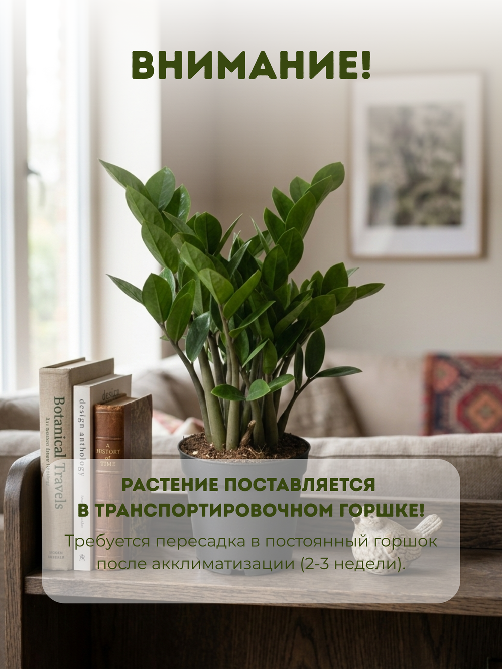 Замиокулькас Round Leaf д. 12