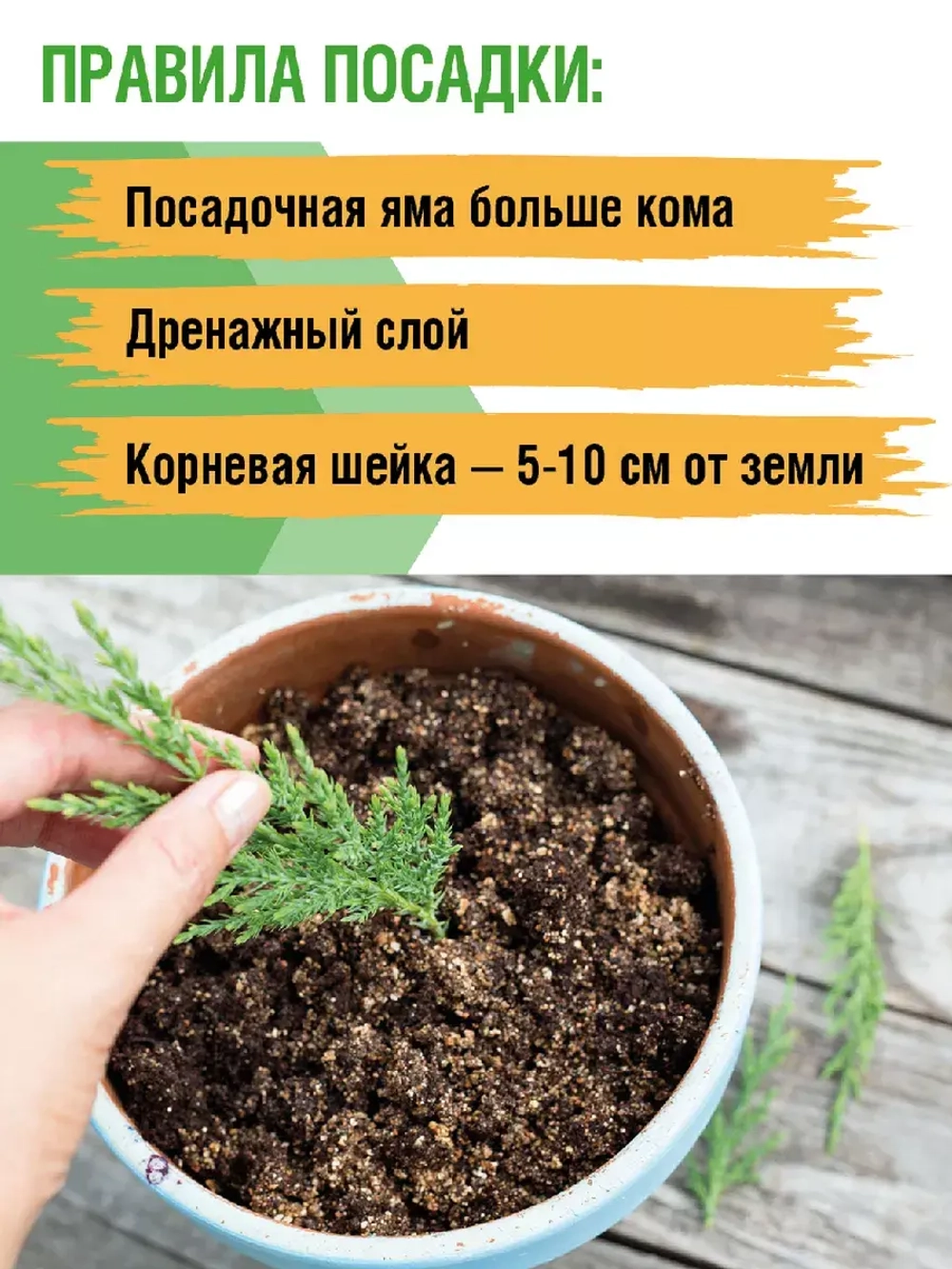 Саженец Можжевельник хвойный Голд Кон