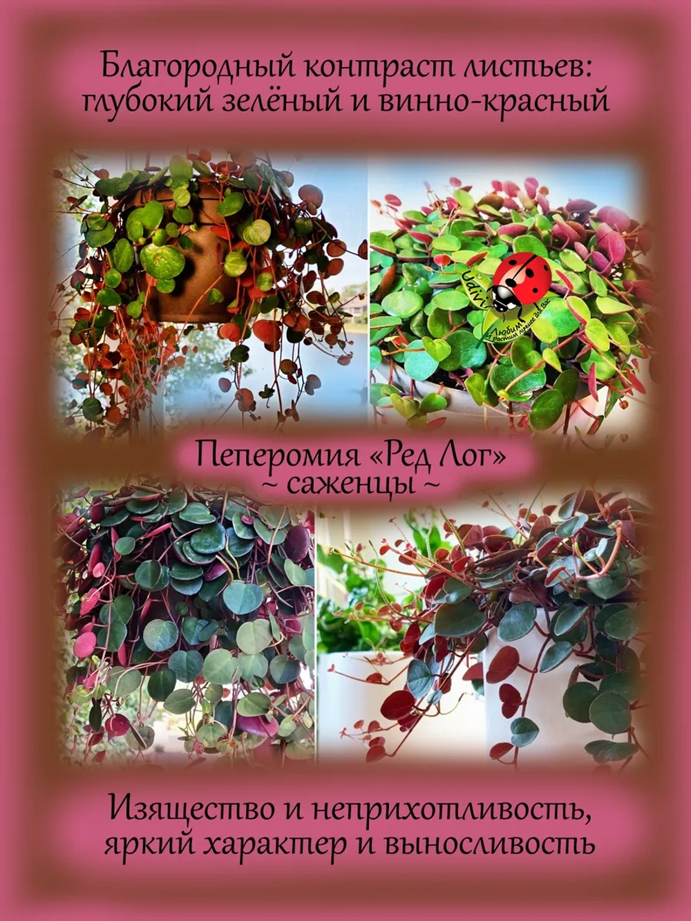 Пеперомия Ред Лог двухцветная