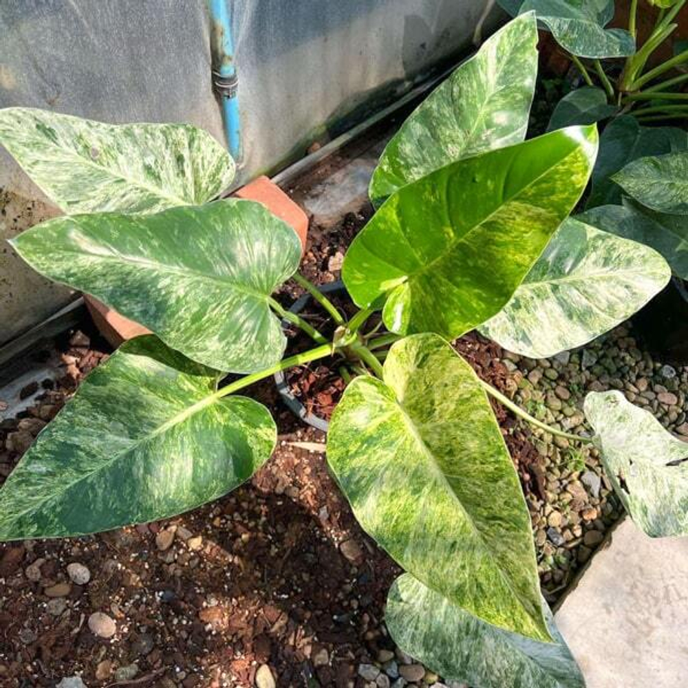 Филодендрон GIGANTEUM VAR s.S