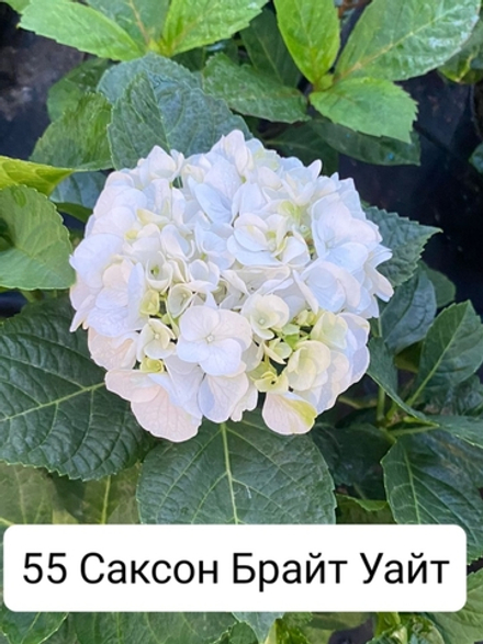 Saxon «Bright White/ Саксон Брайт Уайт