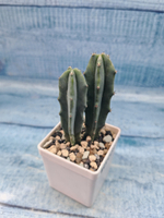 Myrtillocactus Geometrizans (Миртиллокактус)