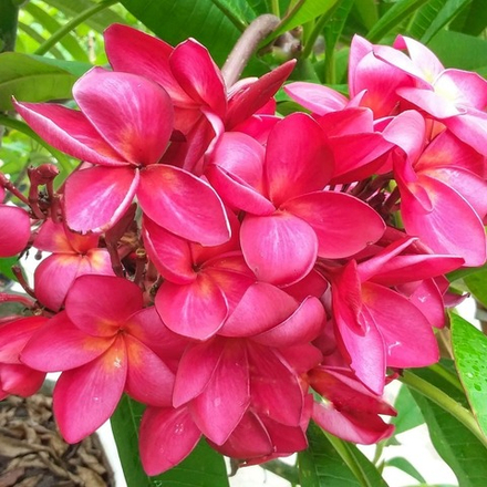 Плюмерия RED SIAM