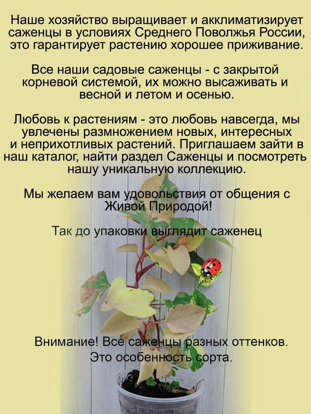 Горец пёстролистный Японский вариегатный
