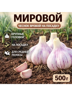 Чеснок яровой Мировой