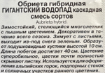 Обриета Гигантский водопад каскадная 0,05 г СМЦ-531
