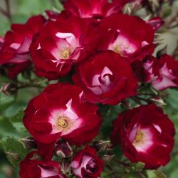 Патрик Пуавр Д*Арво (Patrick Poivre D'arvor)