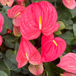 Антуриум Андре CALIFORNIA