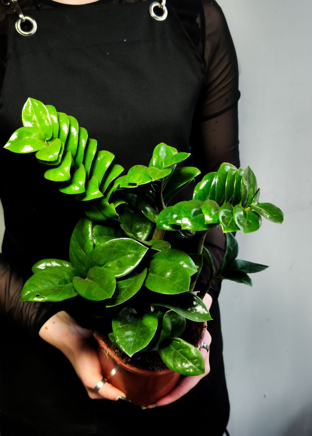 Замиокулькас Зензи D14см