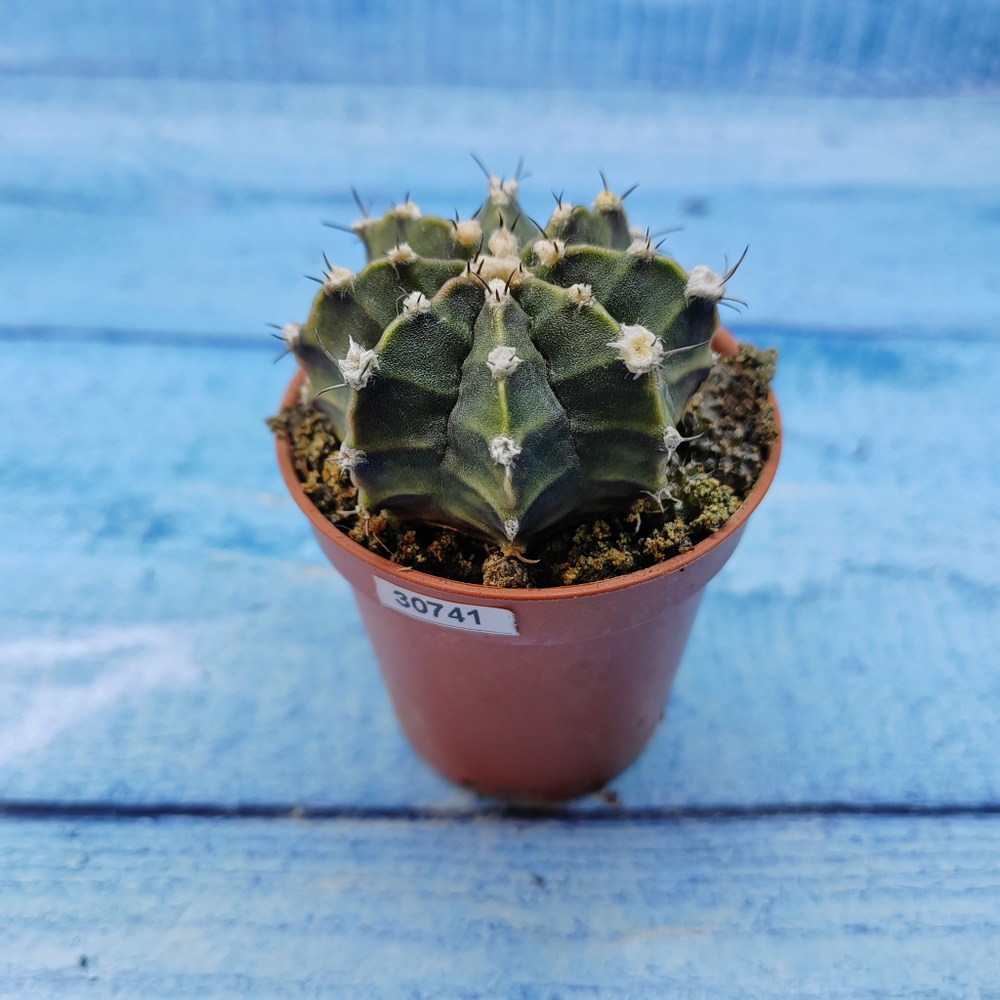Gymnocalycium Friedrichii (Гимнокалициум)