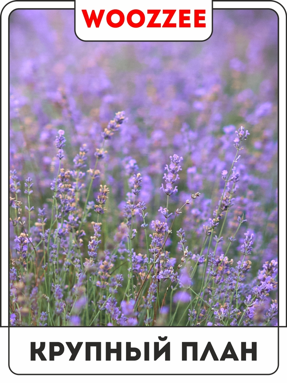 Набор постеров "Убранство Лаванды" 3шт.