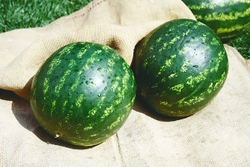 Арбуз Топ Ган F1 5шт Мировые Семена VITA GREEN