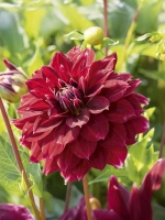Георгин декоративный Ред Рок