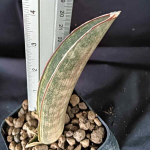 Сансевиерия HALLII DARK PINK WHITE VAR