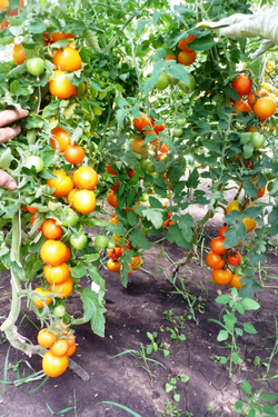 Помидоры - Zlatava - Златава