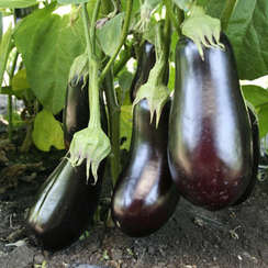Синегал F1 семена баклажана (Гавриш)