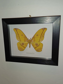 Бабочка Сатурния Nudaurelia petiveri в рамке