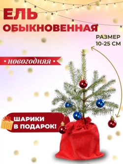 Саженец Ель обыкновенная новогодняя