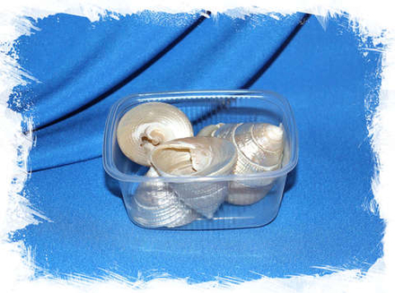 Трохус Макулатус перламутровый, 4-5см, 100гр, 5шт