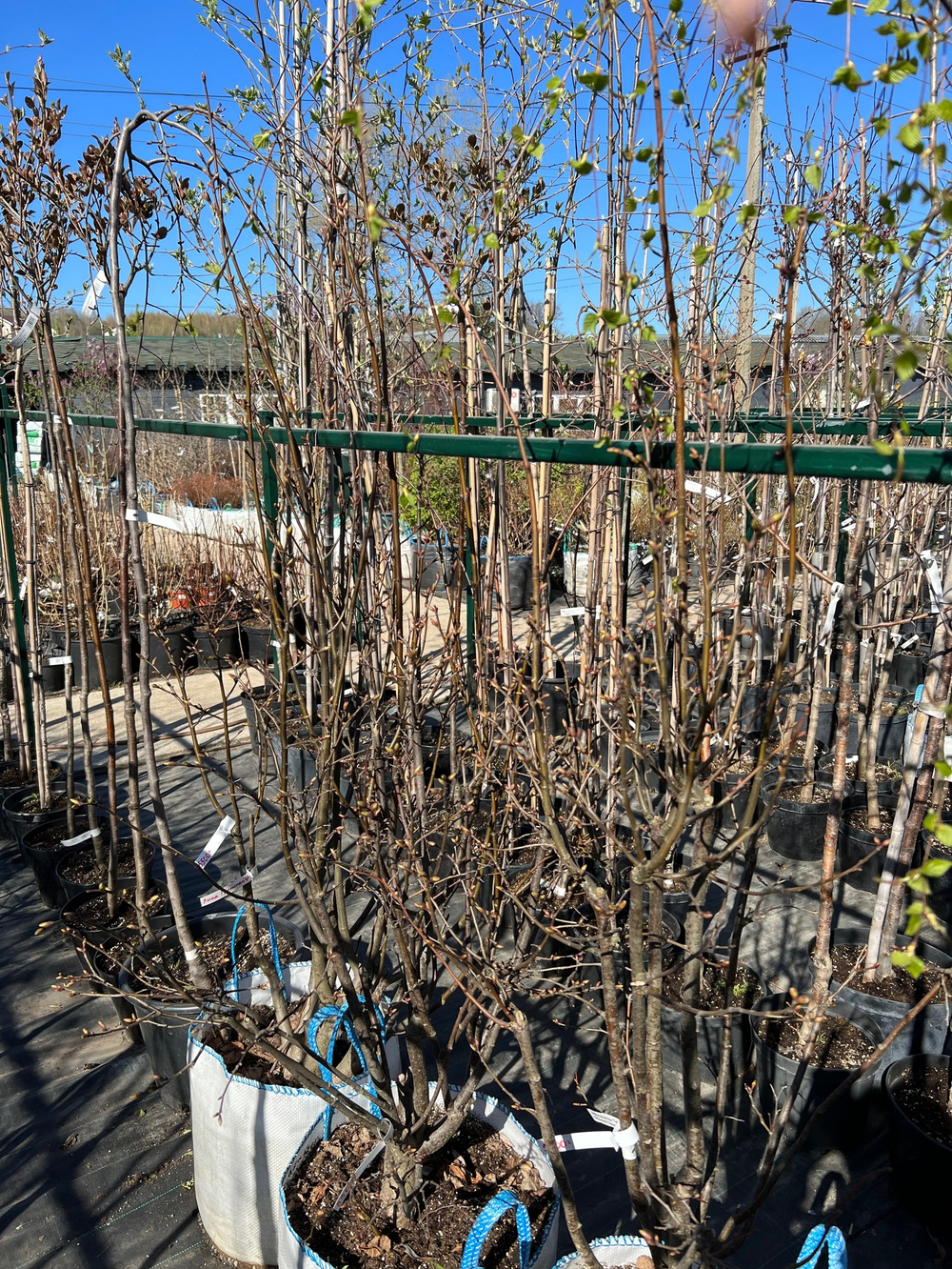 Липа мелколистная Greenspire (кустовая) 200-250 см