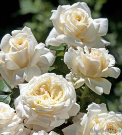 Ариана де Ротшильд (Ariane de Rothscild)