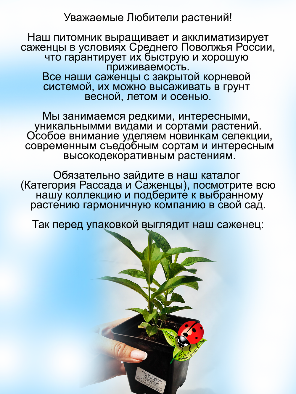 Флокс Кул Вотер метельчатый