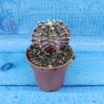 Gymnocalycium Friedrichii (Гимнокалициум)