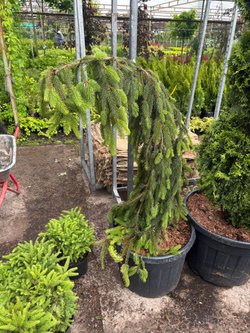 Ель обыкновенная Инверса С5 20-30 см Закупка М49 весна 2026