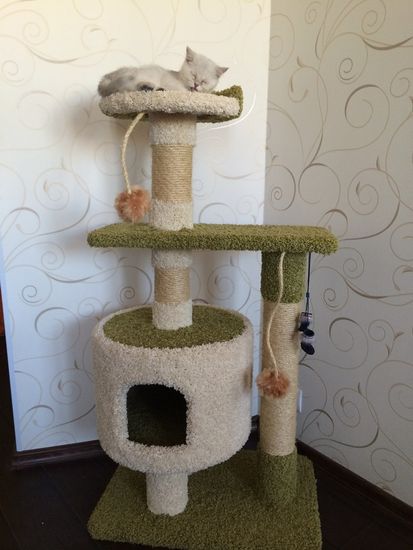 Дом для котят Д-2