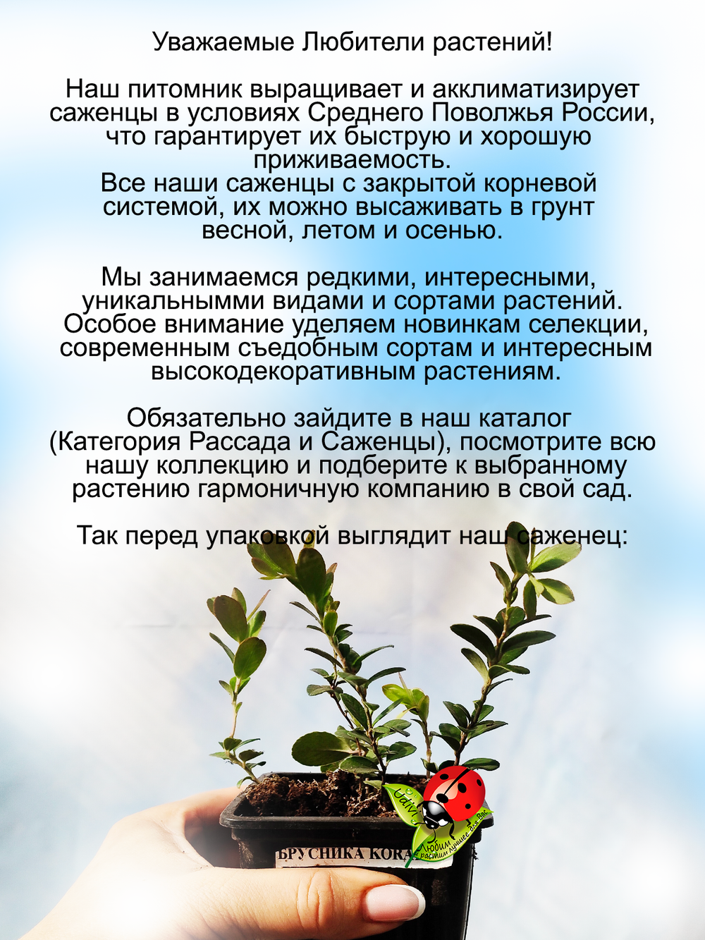 Брусника садовая Коралл саженцы два урожая