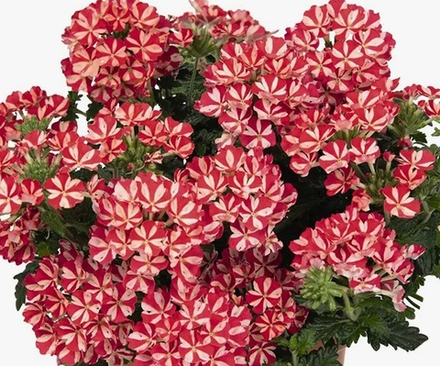 Вербена Empress Flair Red Star укорененный черенок ОКС