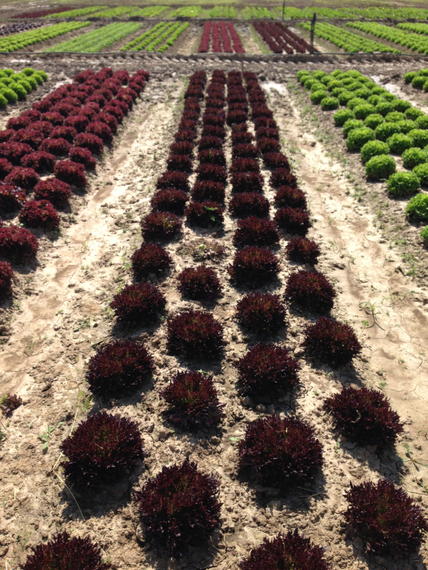 Винтекс семена салата хрустящего с сильно рассеченным листом – фото 6