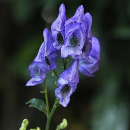 Аконит Фишера. Aconitum fisheri.