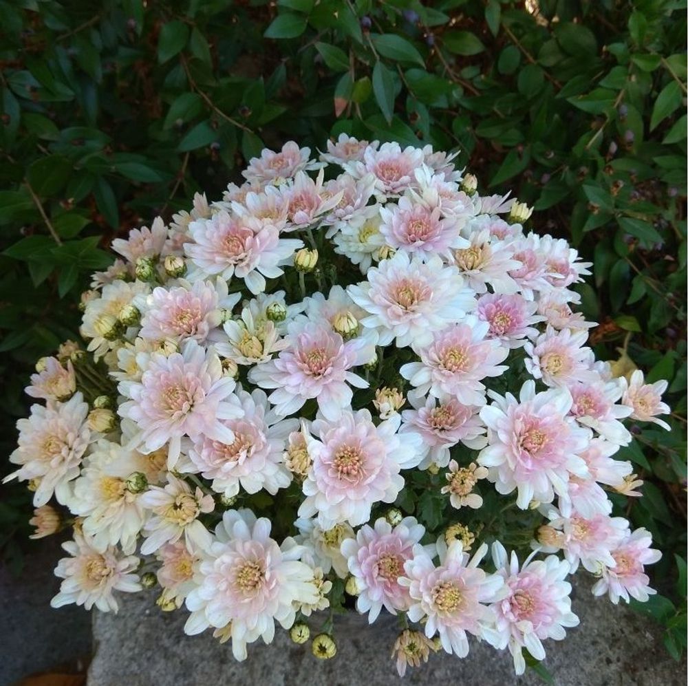Хризантема мультифлора нежно розовая