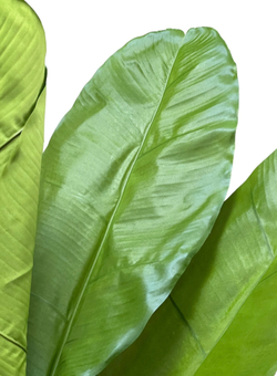 Банановая пальма 186 см.