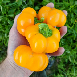 Сладкий Перец Гогошары Солнечный