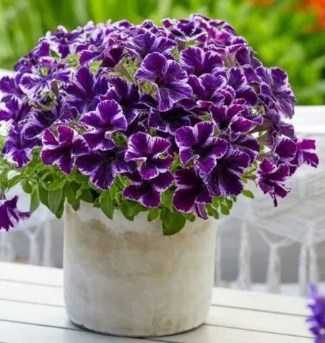 Петуния Go!Tunia Cosmic Violet
