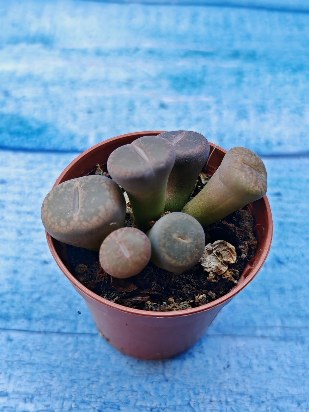 Lithops sp. (Литопсы)