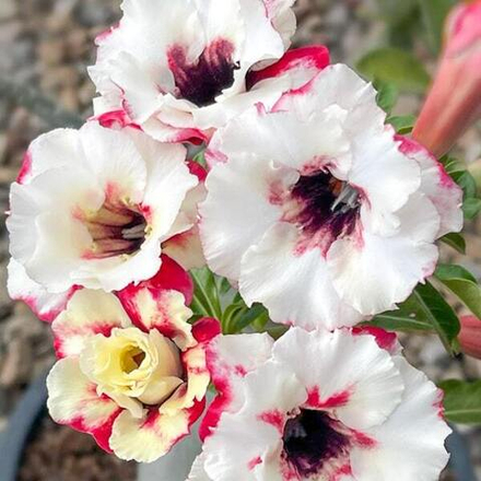 Адениум PATHUM THONG