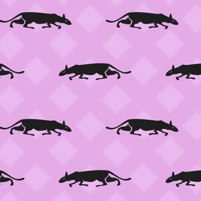 Черные коты ориенталы крадутся на розовом