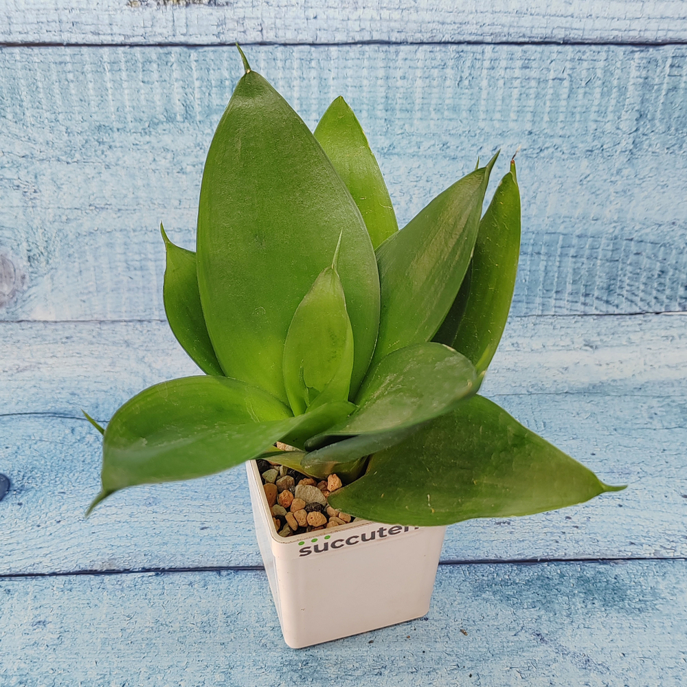 Sansevieria Hahnii Black (Сансевиерия)