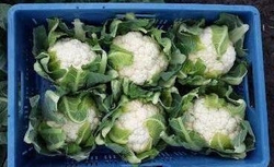 Капуста цв. Гохан F1 (50шт)  Витагрин Профи