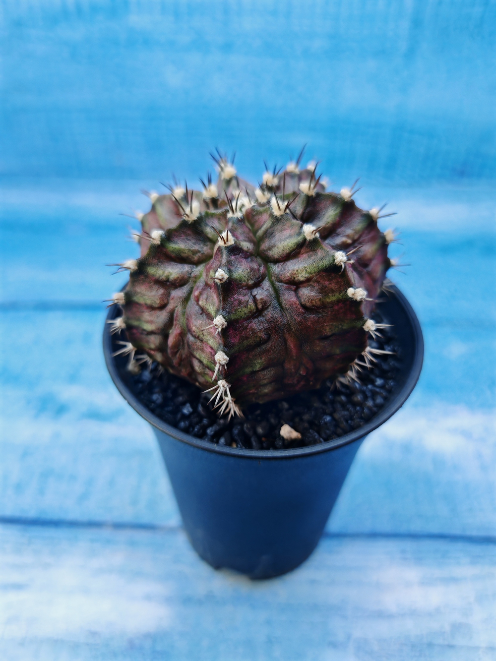 Gymnocalycium T-Rex Pink hybride (Гимнокалициум T-rex)