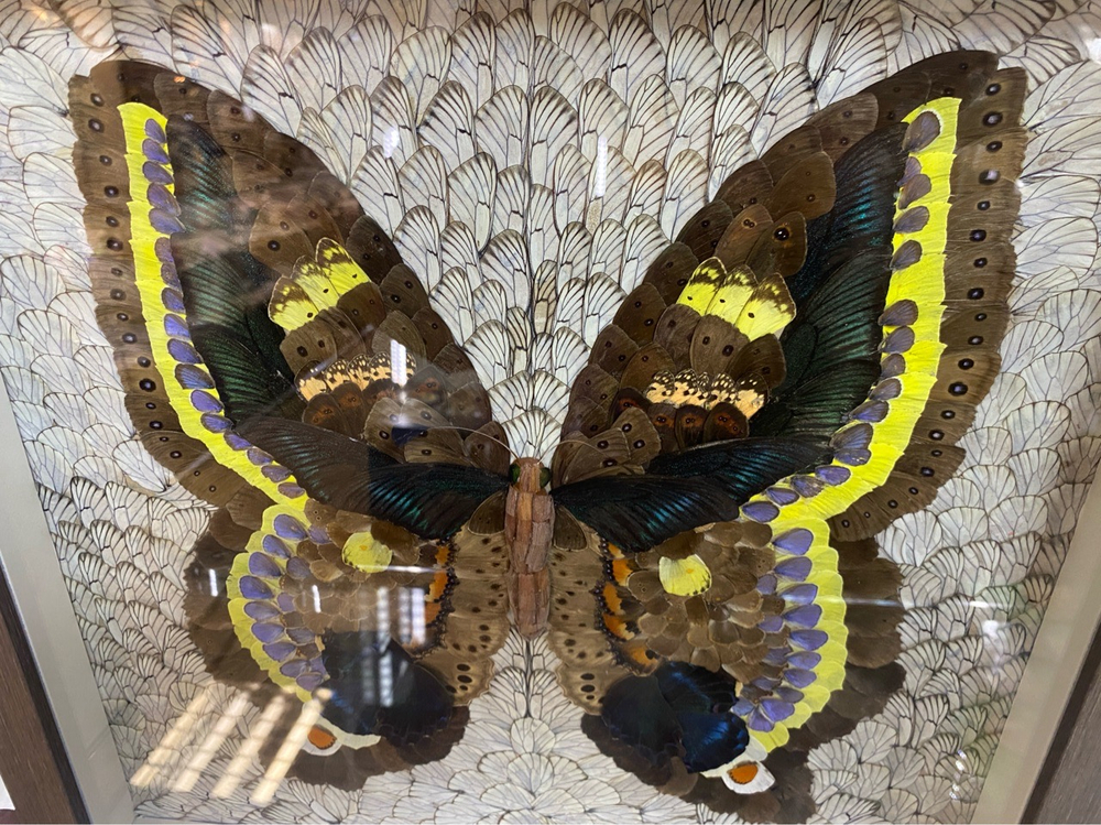 Сибирская бабочка