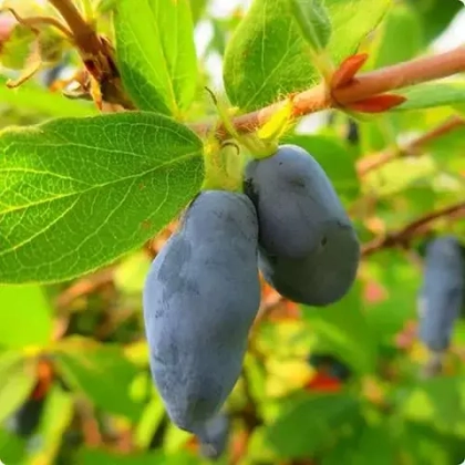 Жимолость Boreal Blizzard