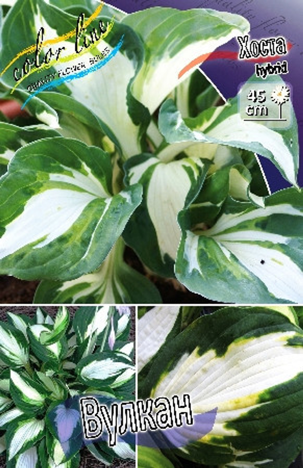 Hosta Vulcan