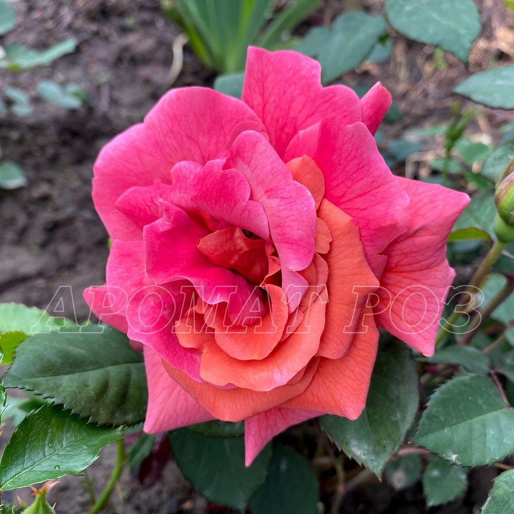 Эспрессо (Espresso)