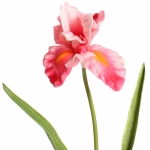 Цветок искусственный «Natur» 60см Ирис розовый