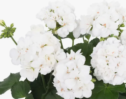 Пеларгония Big Eeze White ОКС укорененный черенок